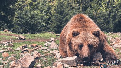 В нацпарку “Синевир” проходить реабілітацію 31 бурий ведмідь