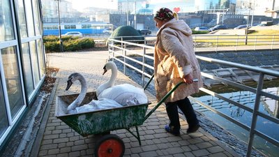 Переселення пернатих: вінницьких лебедів з озера перевезли у зоодворик Переселення пернатих: вінницьких лебедів з озера перевезли у зоодворик