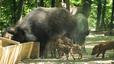 Підгодовують і чекають приплід: як лісівники на Вінниччині доглядають за кабанами та ланями Підгодовують і чекають приплід: як лісівники на Вінниччині доглядають за кабанами та ланями