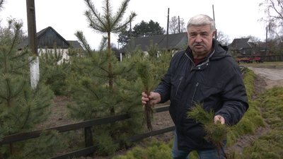 Лісівники Дніпропетровщини готують на продаж ялинки Лісівники Дніпропетровщини готують на продаж ялинки