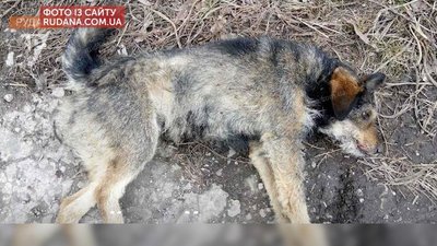 140 тисяч гривень моральної шкоди просить мешканка Кривого Рогу через жорстоке поводження з собакою 140 тисяч гривень моральної шкоди просить мешканка Кривого Рогу через жорстоке поводження з собакою