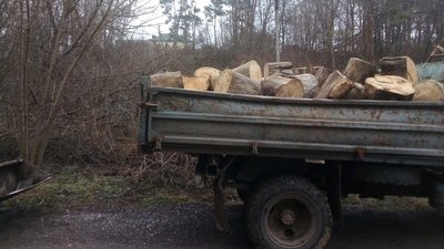 Понад 50 сімей забезпечили дровами: у громаді на Тернопільщині обрізають дерева Понад 50 сімей забезпечили дровами: у громаді на Тернопільщині обрізають дерева