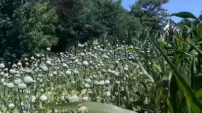 Сховала у кукурудзі: на Черкащині у жінки знайшли більше 1600 кущів маку