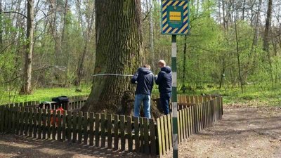 Більшість дерев столиці потрібно буде зрубати через "вікові межі" — "Київзеленбуд"