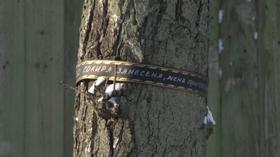 Ековолонтери розвісили на деревах у Чернігові 306 траурних стрічок