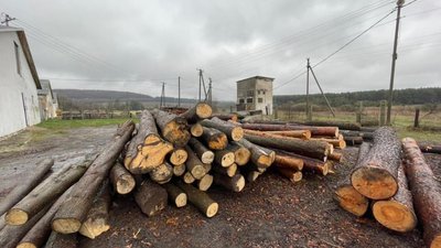 На Львівщині затримали директора лісгоспу