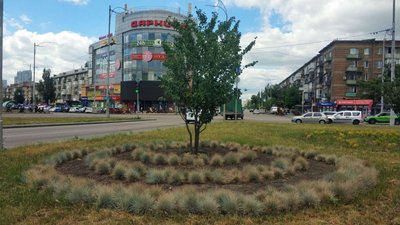 Модний принцип "Нова хвиля" та дикі злакові – чим озеленюють Київ