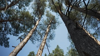 Жильжа на Рівненщині: життя в епіцентрі лісів без зв'язку Жильжа на Рівненщині: життя в епіцентрі лісів без зв'язку