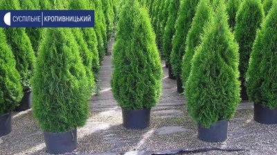 Лісівники Кіровоградщини продали декоративних саджанців на понад мільйон гривень