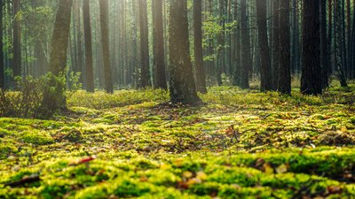 Самозаселені ділянки на Вінниччині