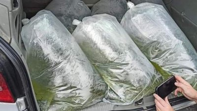 На Прикарпатті у Дністер випустили 16 тисяч мальків сома На Прикарпатті у Дністер випустили 16 тисяч мальків сома