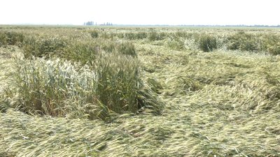 У Запорізькій області через погодні умови може знизитися врожайність зернових У Запорізькій області через погодні умови може знизитися врожайність зернових