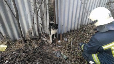У Павлограді надзвичайники врятували собаку, який застряг у паркані