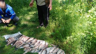 На Черкащині браконьєри виловили риби майже на 80 тисяч гривень На Черкащині браконьєри виловили риби майже на 80 тисяч гривень