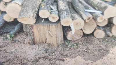 Стовбури зрубаних дерев у Лозівській громаді