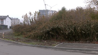 Басів Кут Басів Кут