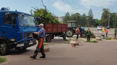 У Чернігові з початку року зрубали майже тисячу дерев