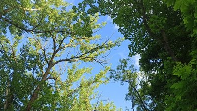 тернопіль, небо, дерева, 13 червня 2026 року