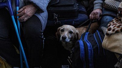 Люди з речами і собакою виїхали з прикордоння Чернігівщини: 17 жителів за тиждень
