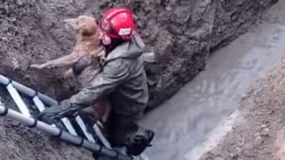 На Тернопільщині рятувальники витягли собаку з чотириметрової ями На Тернопільщині рятувальники витягли собаку з чотириметрової ями