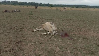 Наслідки обстрілу пасовища Наслідки обстрілу пасовища