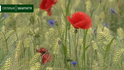 Поле маків цвіте біля Ужгорода на Закарпатті Поле маків цвіте біля Ужгорода на Закарпатті