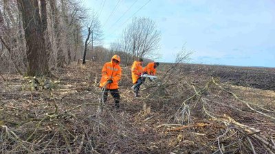 Дорожники прибрали повалені вітром дерева на Тернопільщині