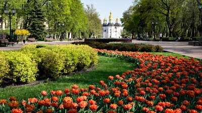 У Чернігові планують закупити цибулини тюльпанів