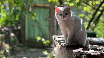 Кіт сидить на подвір'ї у Шабельківці, Донеччина