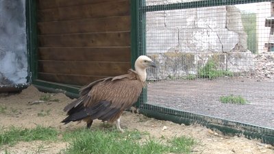 В екопарку біля Полтави з’явилися перші хижі птахи В екопарку біля Полтави з’явилися перші хижі птахи