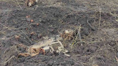 Обстріли з артилерії та зенітних установок. Військові РФ відкривали вогонь по трьох громадах Сумщини Обстріли з артилерії та зенітних установок. Військові РФ відкривали вогонь по трьох громадах Сумщини