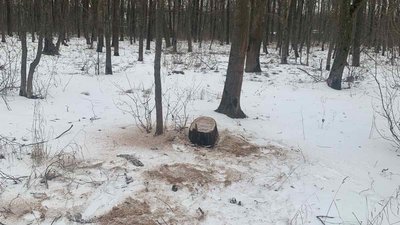На Харківщині державному лісгоспу виписали штраф на понад мільйон гривень На Харківщині державному лісгоспу виписали штраф на понад мільйон гривень