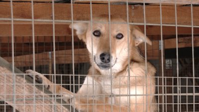 На Рівненщині слабозорі виготовили лежаки для безпритульних тварин На Рівненщині слабозорі виготовили лежаки для безпритульних тварин