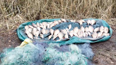 На Чернігівщині двоє чоловіків наловили 50 кілограмів риби на понад 118 тисяч гривень На Чернігівщині двоє чоловіків наловили 50 кілограмів риби на понад 118 тисяч гривень