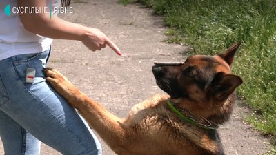 У Рівному на Пагорбі Слави може з'явитись тренувальний майданчик для собак У Рівному на Пагорбі Слави може з'явитись тренувальний майданчик для собак