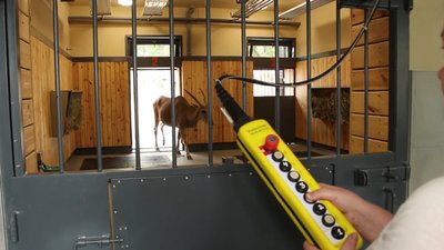 Реконструкція Харківського зоопарку: у нові вольєри переїхали антилопи Реконструкція Харківського зоопарку: у нові вольєри переїхали антилопи