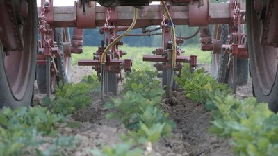 Дуб, сосна та декоративні рослини: у палетах та на полях Вінниччини вирощують майбутній ліс