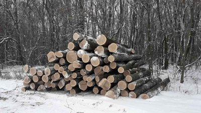 На Харківщині систематично рубали дерева: підозрюють депутата з Богодухова та трьох спільників На Харківщині систематично рубали дерева: підозрюють депутата з Богодухова та трьох спільників