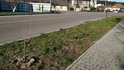 На Рівненщині покрали сакури, які висадили першокласники На Рівненщині покрали сакури, які висадили першокласники