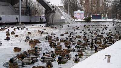 Качки, парк, морози, зима, годують, Дніпро