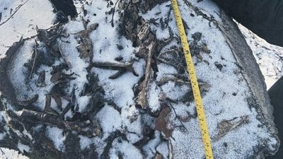 Понад 5 мільйонів гривень збитків: на Волині майстру лісу оголосили підозру Понад 5 мільйонів гривень збитків: на Волині майстру лісу оголосили підозру