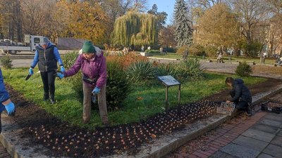У Львові висаджують тюльпани