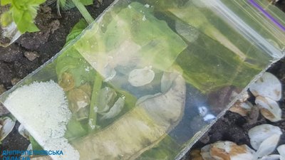 2 млн грн прибутку щомісяця: у Кам'янському на Дніпропетровщині перекрили канал збуту метамфетаміну 2 млн грн прибутку щомісяця: у Кам'янському на Дніпропетровщині перекрили канал збуту метамфетаміну