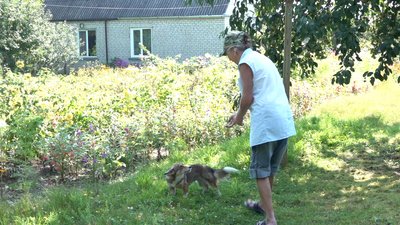 На Черкащині собак стерилізують та щеплюють від сказу На Черкащині собак стерилізують та щеплюють від сказу