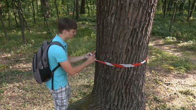 У черкаському парку "Сосновий бір" інспектували дерева на аварійність