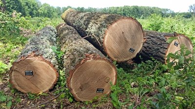 Пік продажу дров починається у серпні. На Кіровоградщині лісгоспи заготовляють дрова