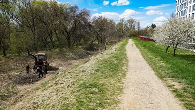 В Ужгороді на Студентській набережній висадять молоді липи В Ужгороді на Студентській набережній висадять молоді липи