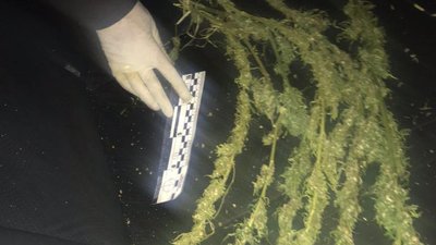 У Житомирі патрульні виявили чоловіка, який ховав у штанах кущі коноплі