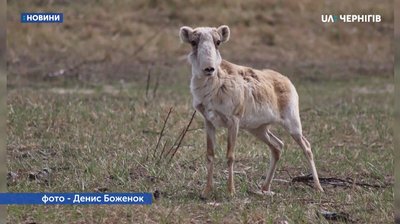На Чернігівщині вперше за багато століть народилося сайгаченя На Чернігівщині вперше за багато століть народилося сайгаченя