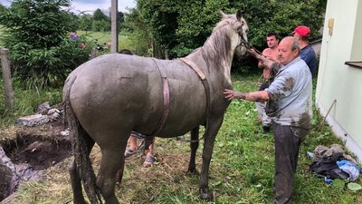 На Львівщині рятувальники витягнули коня із стічної ями